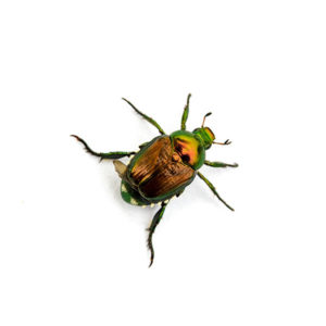Japanese beetle identification in Central TN - The Bug Man