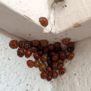 Why are the Asian Lady Beetles (Ladybugs) still here in Central TN