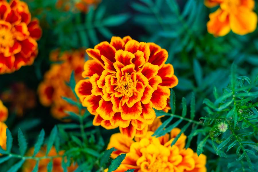 Marigolds in Tennessee | Plants that Deter Mosquitoes | The Bug Man