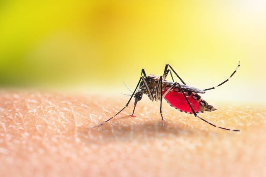 Mosquito on skin | can mosquito bites transmit HIV or AIDS