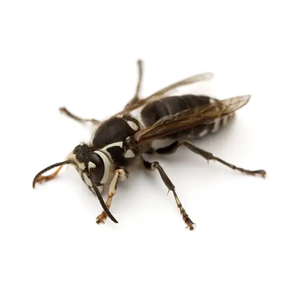 Bald-Faced Hornet | The Bug Man serving Central Tennessee