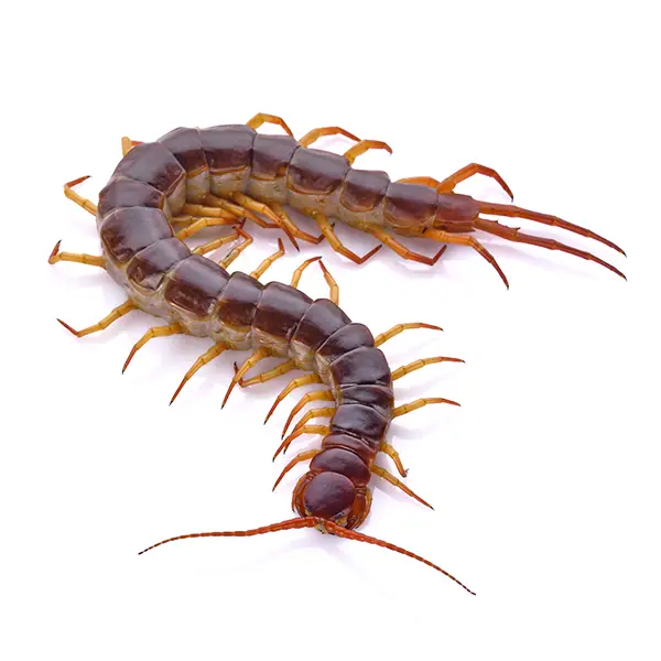 Centipede | The Bug Man serving Central Tennessee