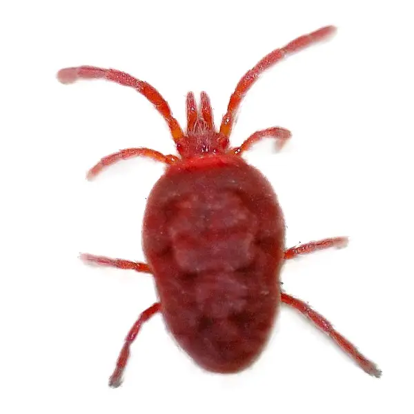 Clover Tick | The Bug Man serving Central Tennessee