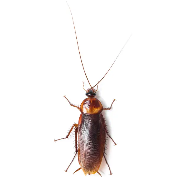 Cockroach | The Bug Man serving Central Tennessee