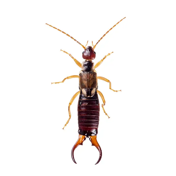 Earwig | The Bug Man serving Central Tennessee