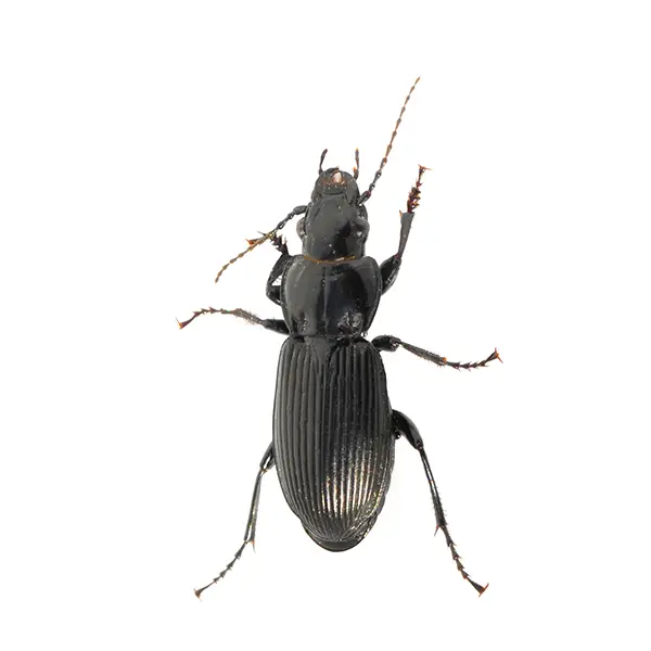 Ground Beetle | The Bug Man serving Central Tennessee