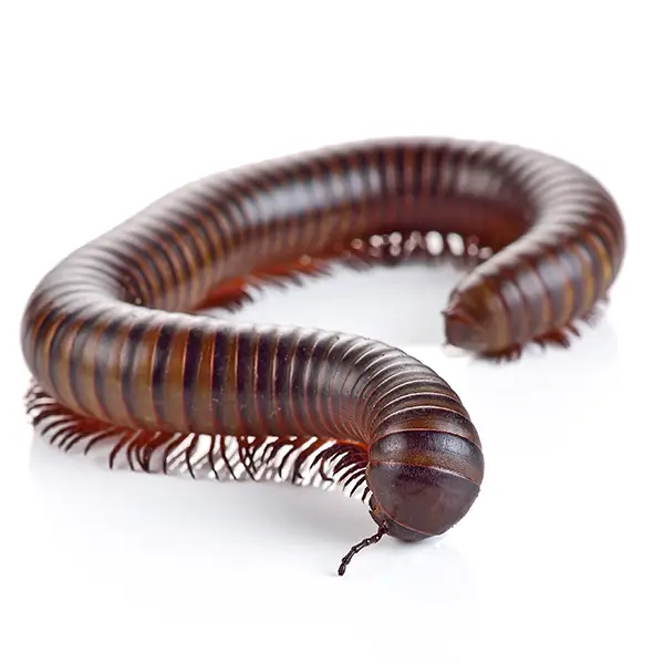 Millipede | The Bug Man serving Central Tennessee