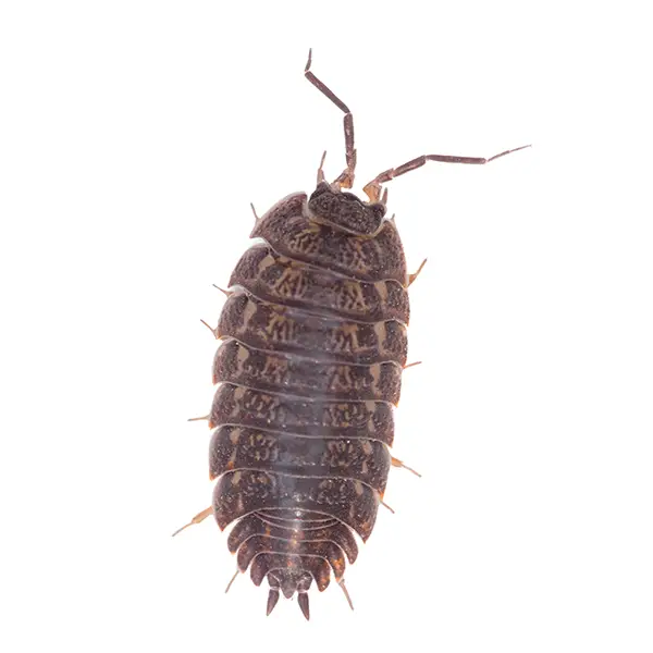 Pill Bug | The Bug Man serving Central Tennessee