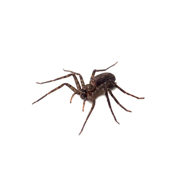 Spider | The Bug Man serving Central Tennessee