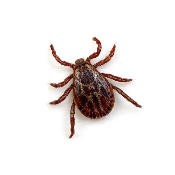 Tick | The Bug Man serving Central Tennessee