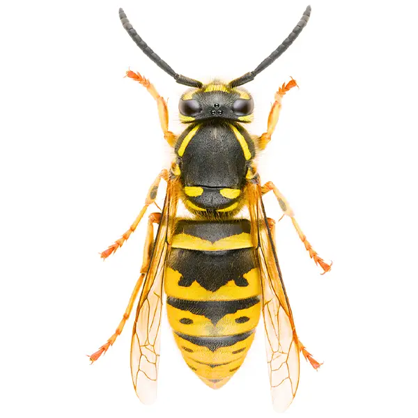 Yellow Jacket | The Bug Man serving Central Tennessee