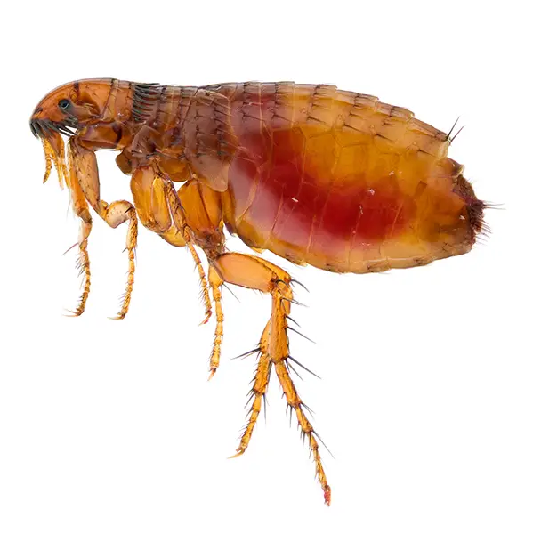 Flea | The Bug Man serving Central Tennessee