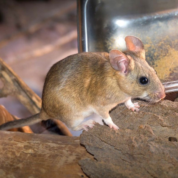 Pack Rat Identification Habitat Behavior