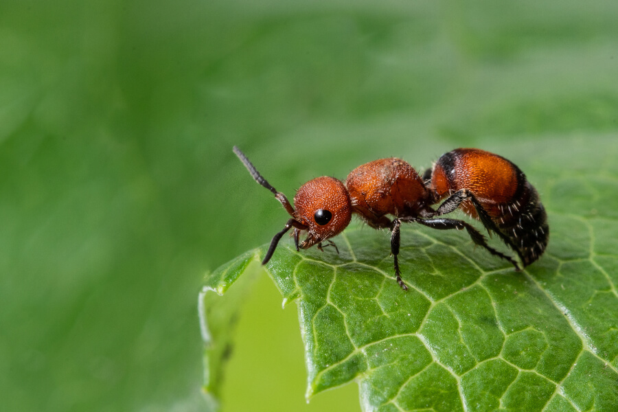 Demystifying Red Velvet Ants