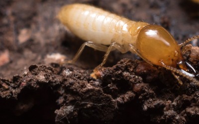 A termite sits on an uneven wood surface