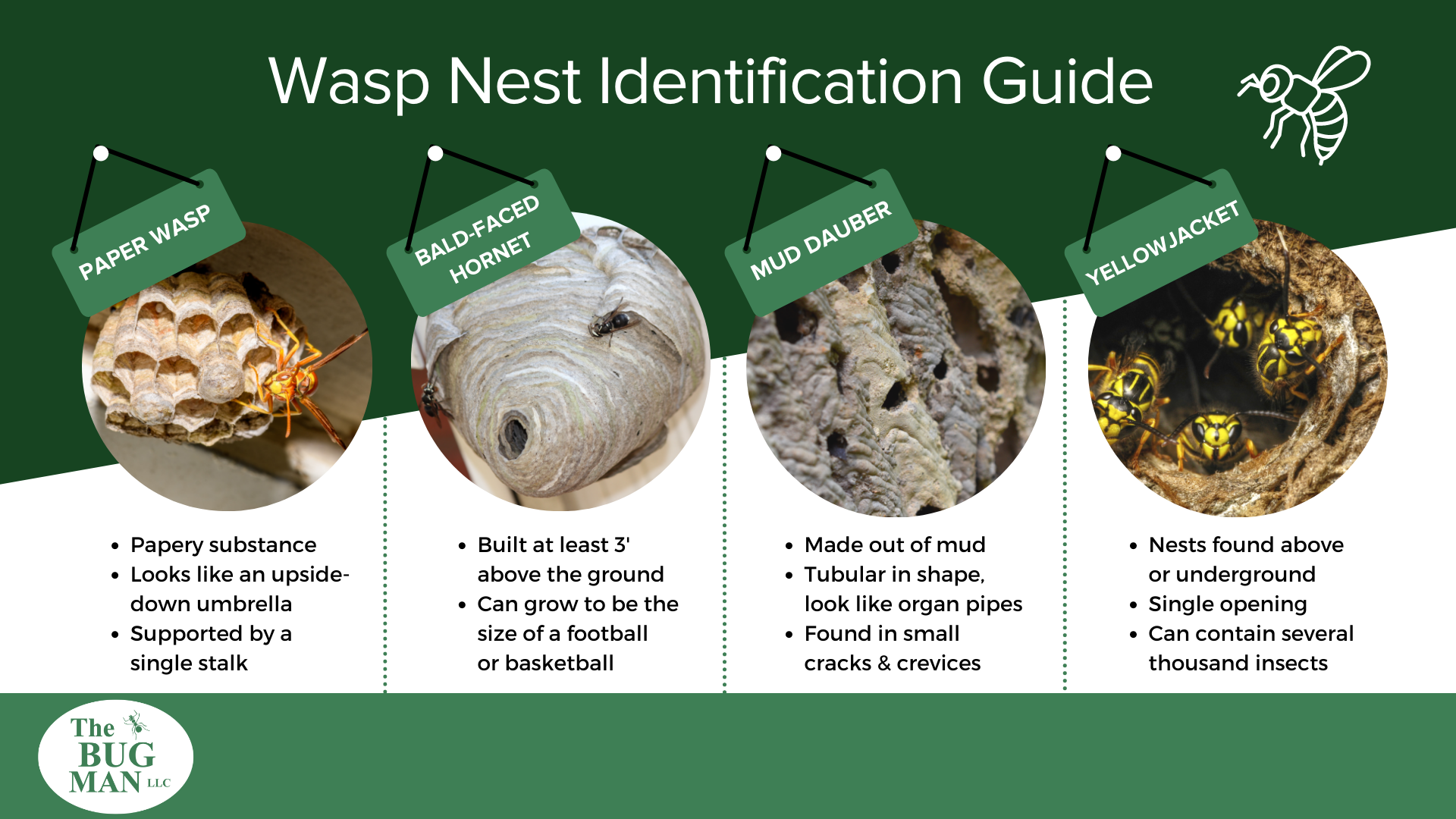 Wasp nest identification infographic in Central TN - The Bug Man 