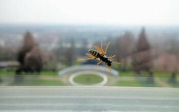 Wasp on a car window in central Tennessee
