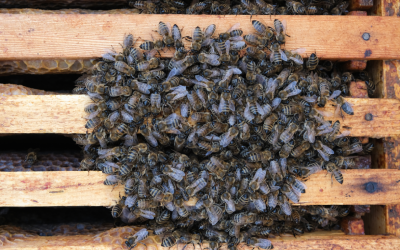 Winter bee activity in Central TN - The Bug Man