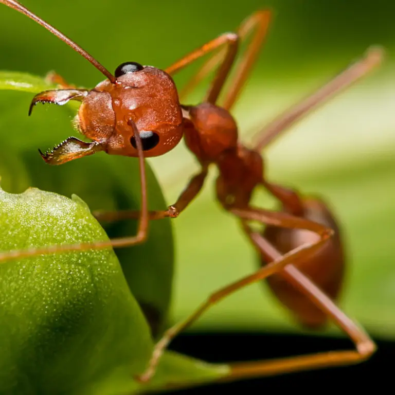 Closeup of ant ant on a leaf | The Bug Man Pest Control serving Smyrna, TN
