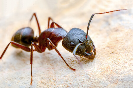 Ant Identification in your area