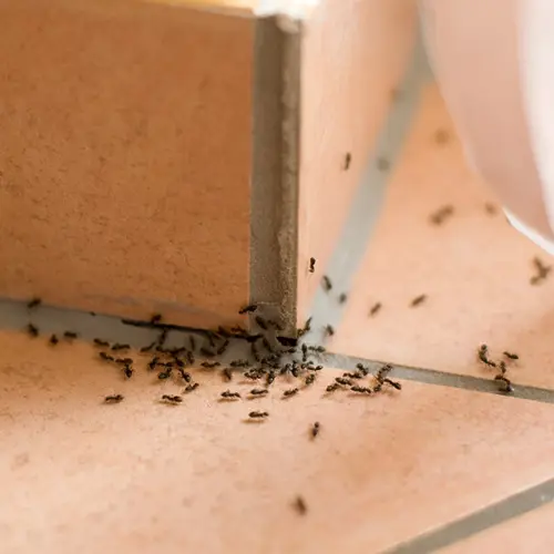 Ants crawling on tile in the kitchen - The Bug Man serving Murfreesboro, Tennessee