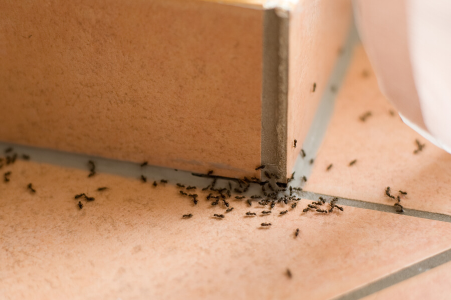 Ants Move Indoors to Flee from Wintering Weather