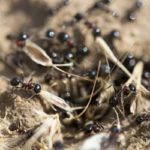 A budding ant colony found in Murfreesboro TN - The Bug Man