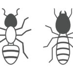 Ant and Termite season