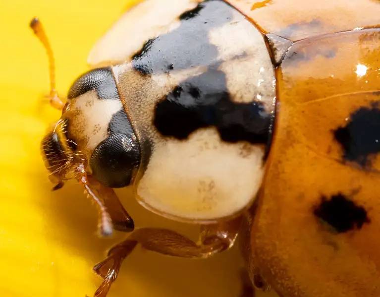 Closeup of a ladybug on a yellow flower | The Bug Man Pest Control serving Smyrna, TN
