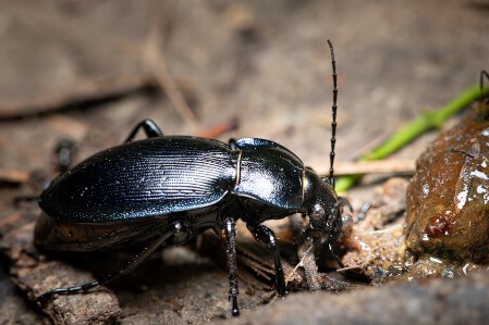 Beetle Identification in your area