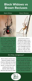 How to tell apart black widows and brown recluses in Central TN - The Bug Man