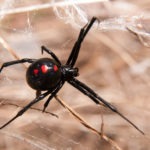 Black Widow Spider in an Unexpected Location
