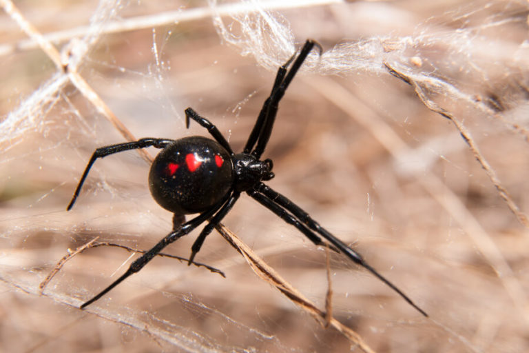 A black widow sitting on a web outside in Tennessee