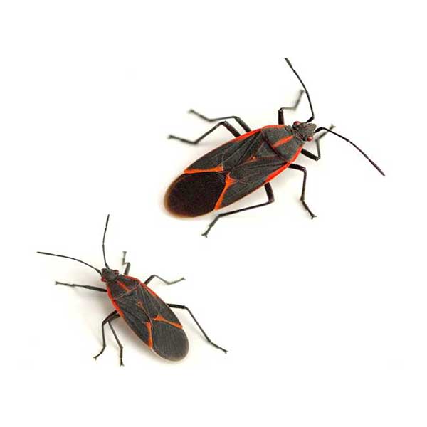 Boxelder Bug | The Bug Man serving Central Tennessee
