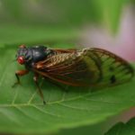 What to Know About the Emerging Brood-X Cicadas