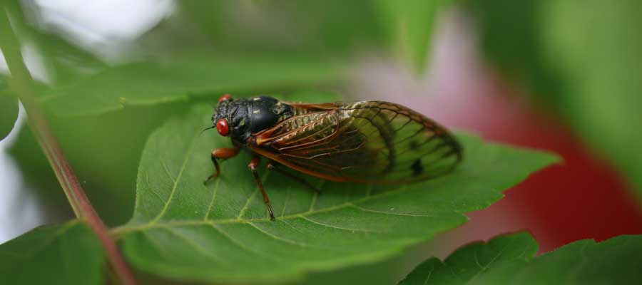 What to Know About the Emerging Brood-X Cicadas