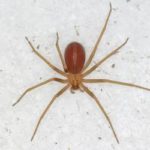 A brown recluse in Central TN - The Bug Man