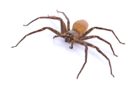 brown recluse overwintering in central tn