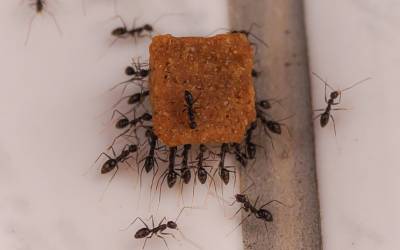 Ants in a bathroom in Central TN - The Bug Man