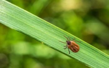 A deer tick found in Central TN - The Bug Man