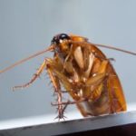A cockroach indoors in Central TN - The Bug Man