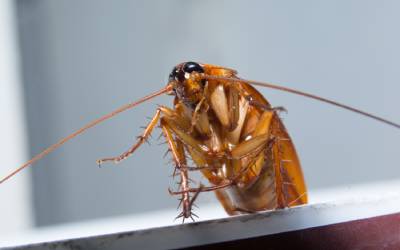 A cockroach indoors in Central TN - The Bug Man