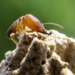 A subterranean termite found in Central TN - The Bug Man