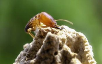 A subterranean termite found in Central TN - The Bug Man