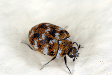 Carpet Beetlesvs. Bed Bugs in your area