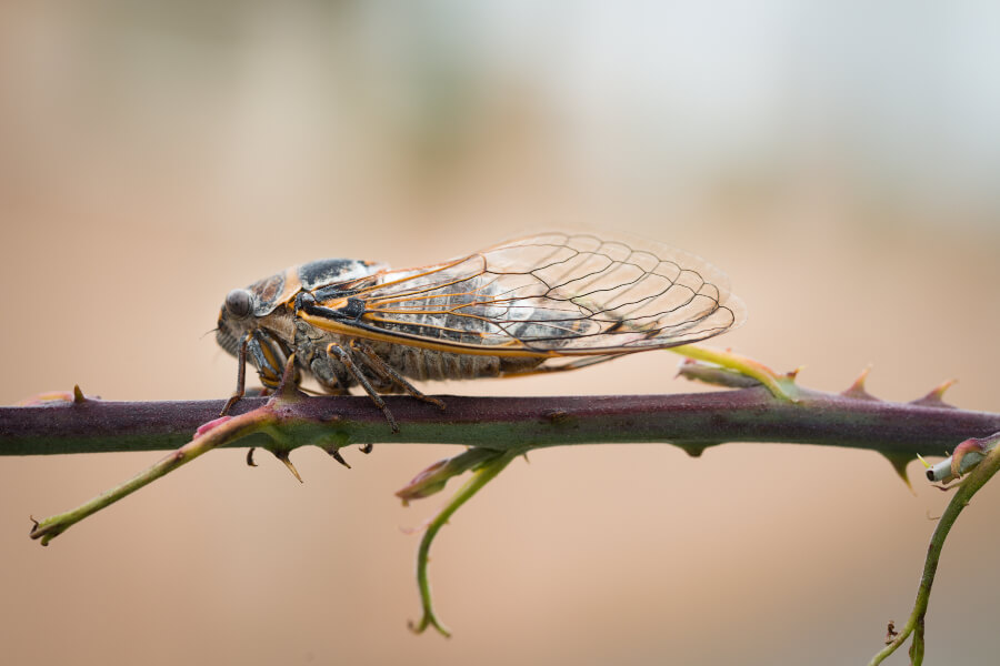 Dog-Day Cicada vs. Periodical Cicada