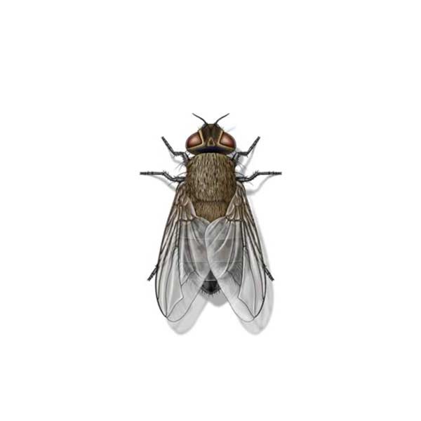 Cluster Fly | The Bug Man serving Central Tennessee