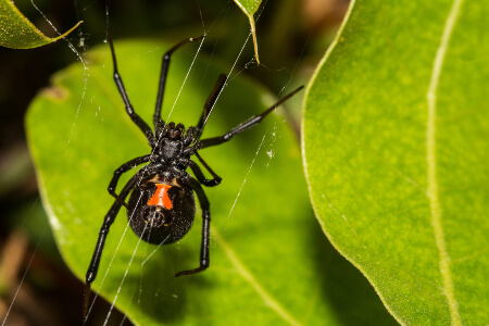 Learn About Dangerous Spiders in Murfreesboro TN; The Bug Man