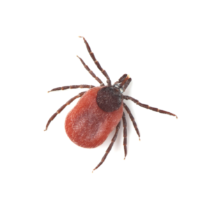 Deer tick identification in Central TN - The Bug Man