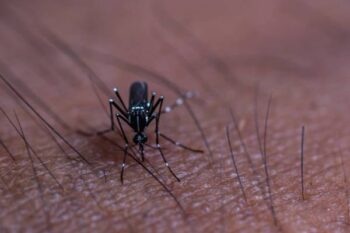 a female mosquito biting a person's skin